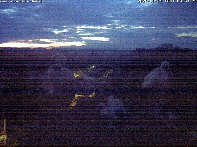 Archiv Foto Webcam Storchennest Bad Waldsee