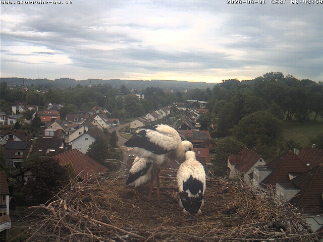Archiv Foto Webcam Storchennest Bad Waldsee