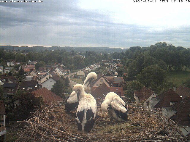 Archiv Foto Webcam Storchennest Bad Waldsee