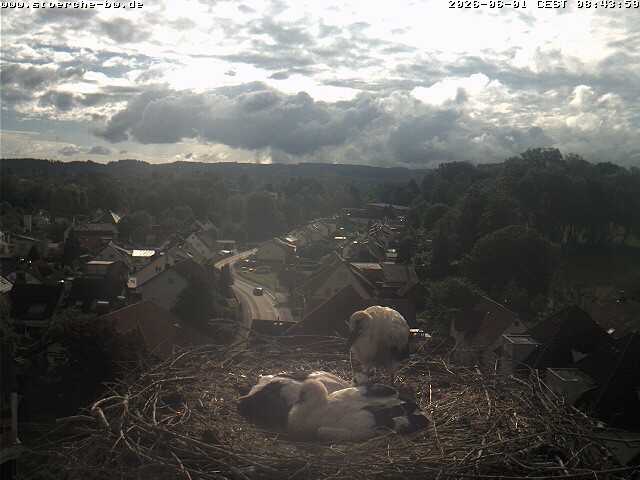 Archiv Foto Webcam Storchennest Bad Waldsee