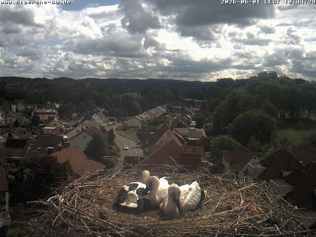 Archiv Foto Webcam Storchennest Bad Waldsee