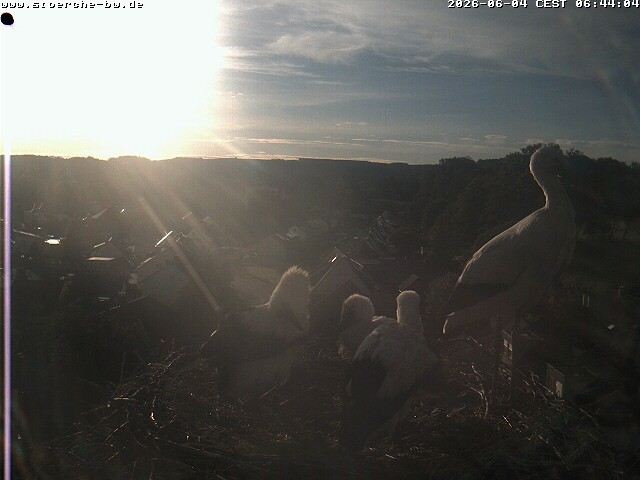Archiv Foto Webcam Storchennest Bad Waldsee