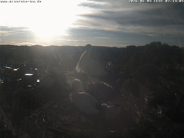 Archiv Foto Webcam Storchennest Bad Waldsee