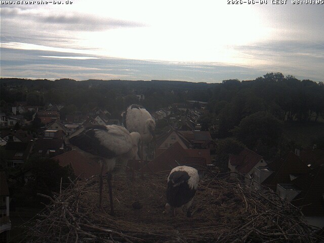 Archiv Foto Webcam Storchennest Bad Waldsee