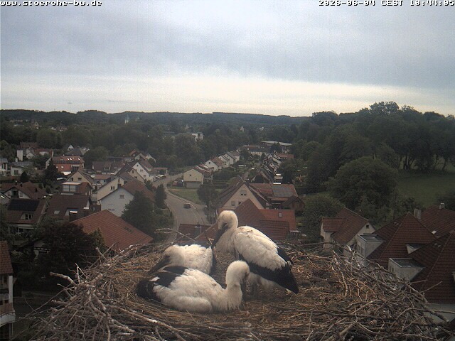 Archiv Foto Webcam Storchennest Bad Waldsee