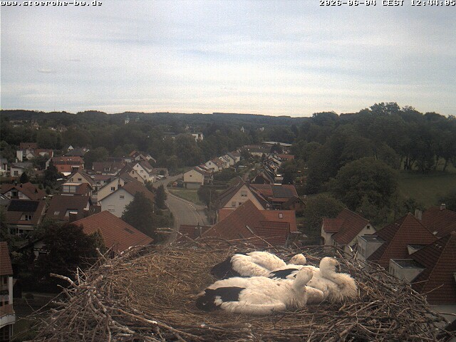 Archiv Foto Webcam Storchennest Bad Waldsee