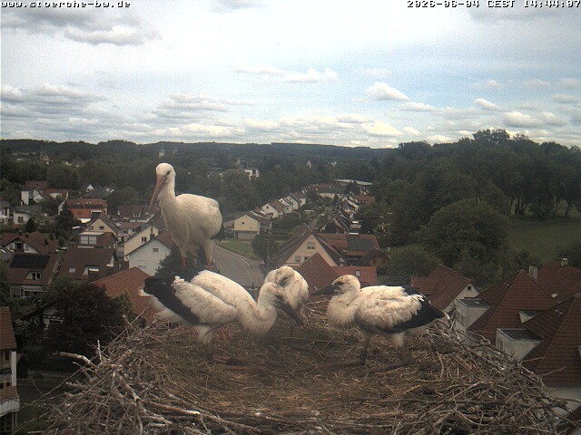 Archiv Foto Webcam Storchennest Bad Waldsee