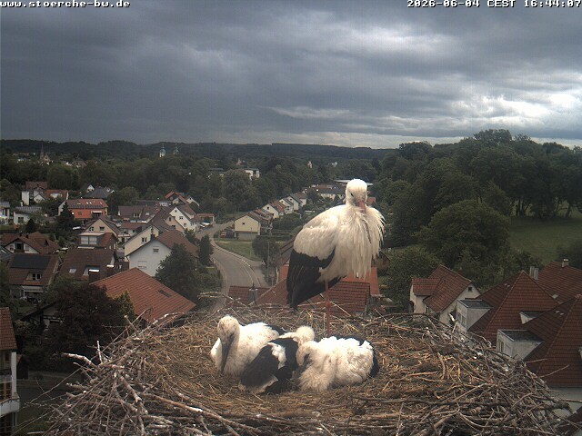 Archiv Foto Webcam Storchennest Bad Waldsee