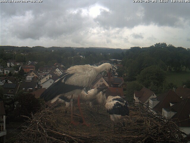 Archiv Foto Webcam Storchennest Bad Waldsee