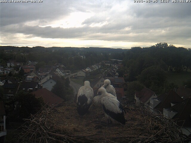 Archiv Foto Webcam Storchennest Bad Waldsee