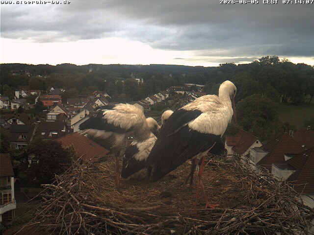 Archiv Foto Webcam Storchennest Bad Waldsee