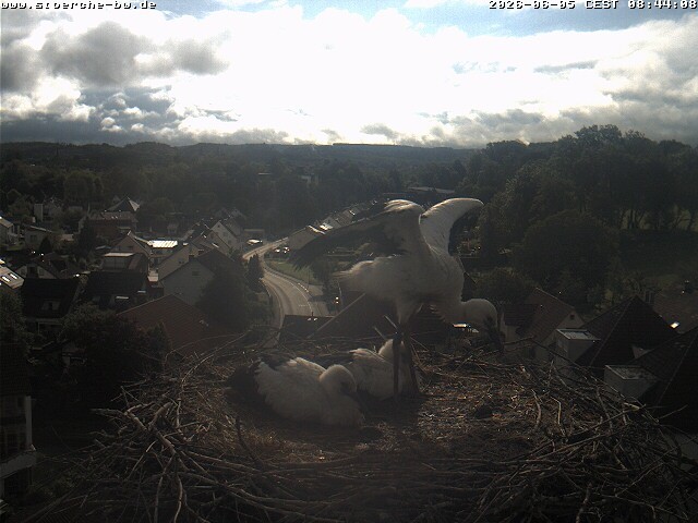 Archiv Foto Webcam Storchennest Bad Waldsee
