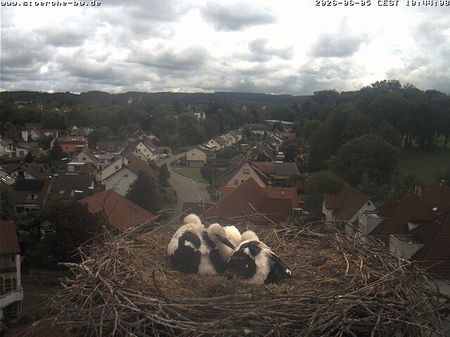 Archiv Foto Webcam Storchennest Bad Waldsee