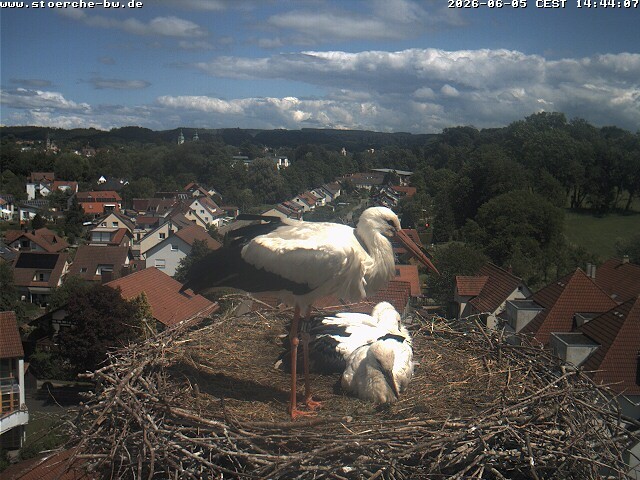 Archiv Foto Webcam Storchennest Bad Waldsee