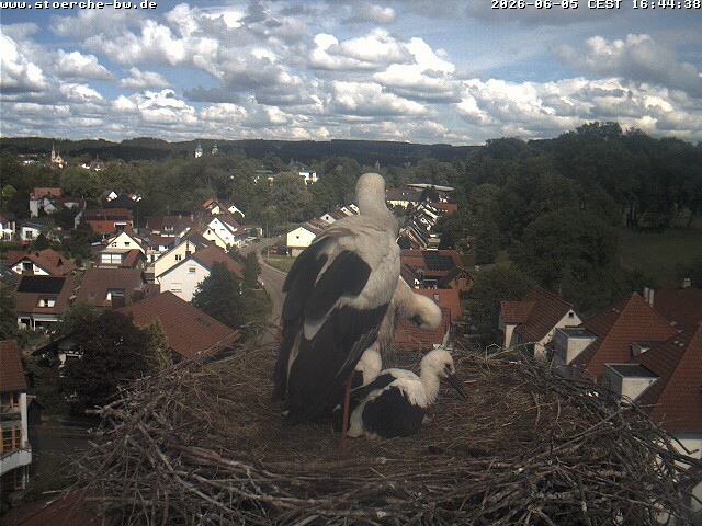 Archiv Foto Webcam Storchennest Bad Waldsee