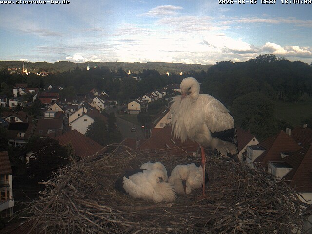 Archiv Foto Webcam Storchennest Bad Waldsee