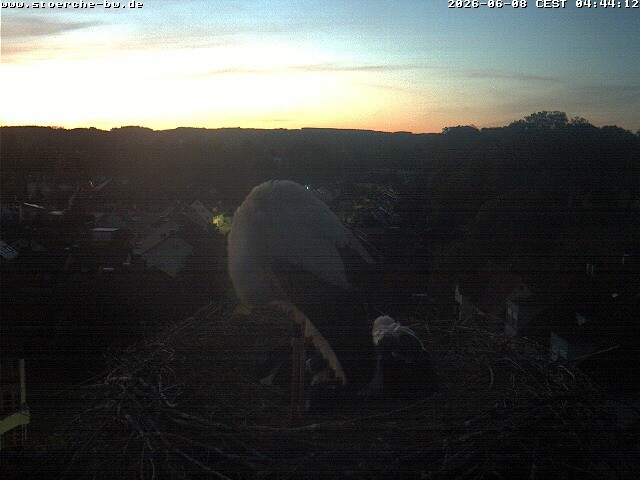 Archiv Foto Webcam Storchennest Bad Waldsee
