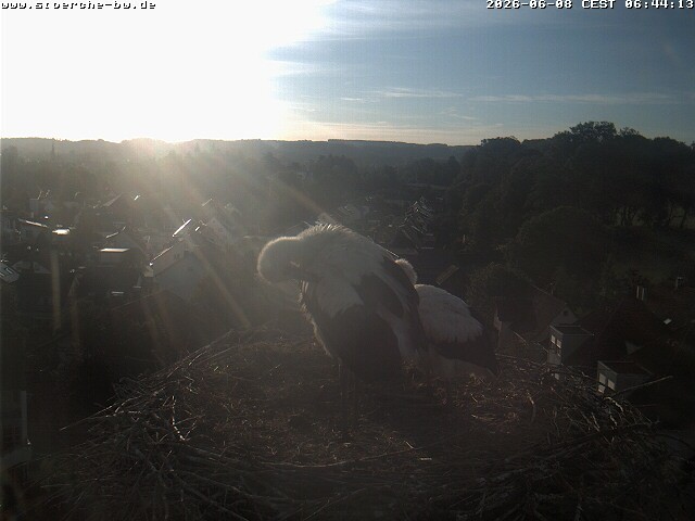 Archiv Foto Webcam Storchennest Bad Waldsee
