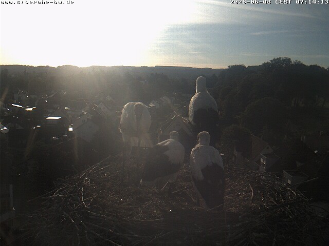 Archiv Foto Webcam Storchennest Bad Waldsee