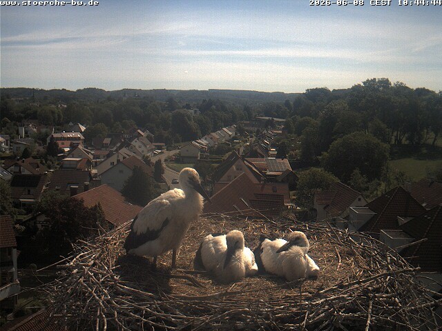 Archiv Foto Webcam Storchennest Bad Waldsee