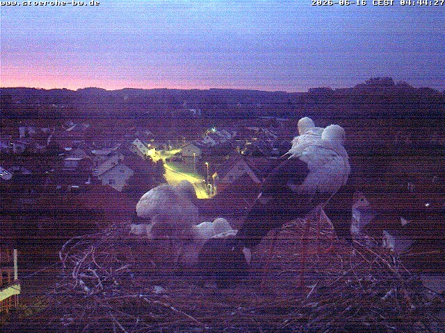 Archiv Foto Webcam Storchennest Bad Waldsee