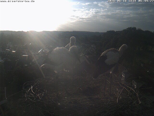 Archiv Foto Webcam Storchennest Bad Waldsee