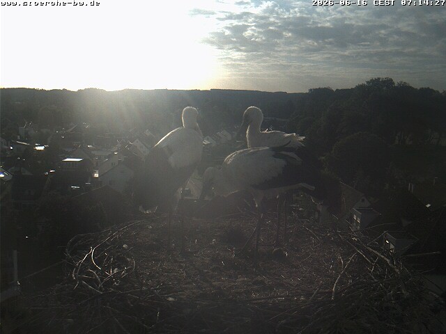 Archiv Foto Webcam Storchennest Bad Waldsee