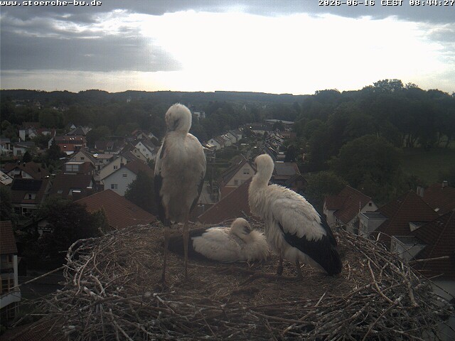 Archiv Foto Webcam Storchennest Bad Waldsee