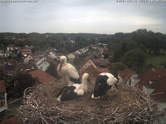 Archiv Foto Webcam Storchennest Bad Waldsee