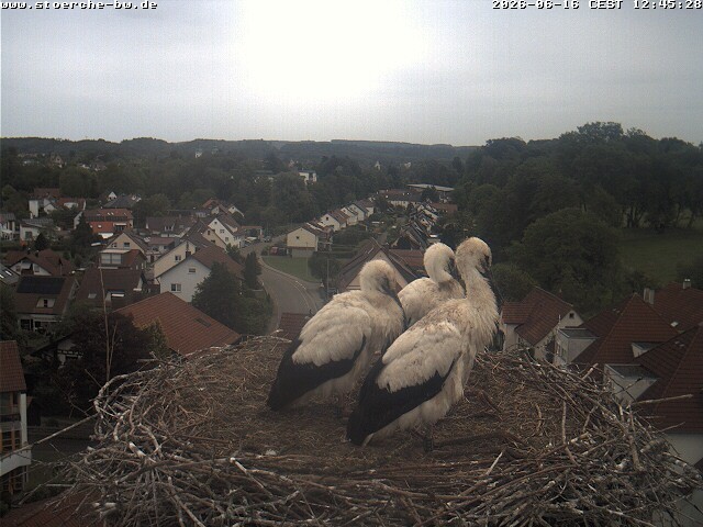 Archiv Foto Webcam Storchennest Bad Waldsee
