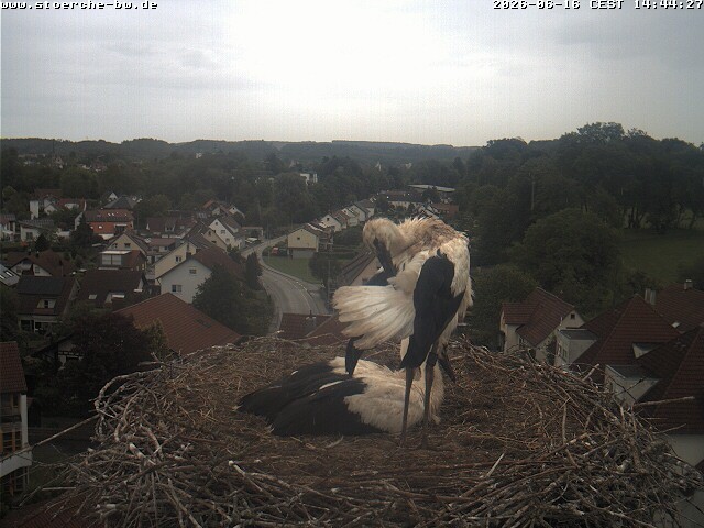 Archived image Webcam Stork's Nest Bad Waldsee