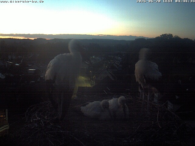 Archiv Foto Webcam Storchennest Bad Waldsee