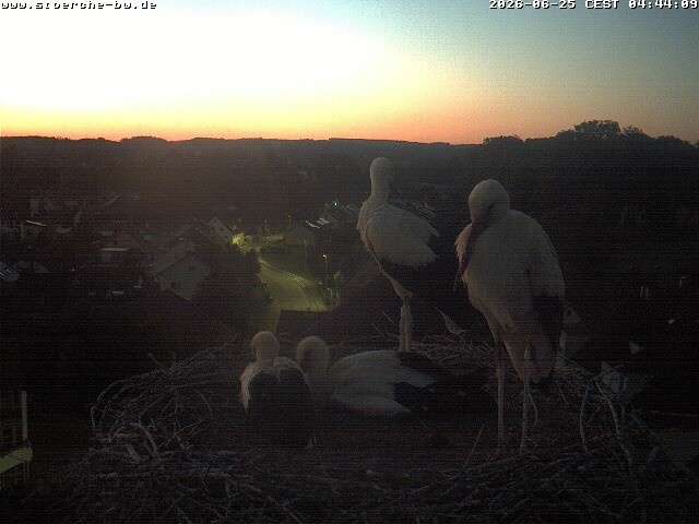 Archiv Foto Webcam Storchennest Bad Waldsee