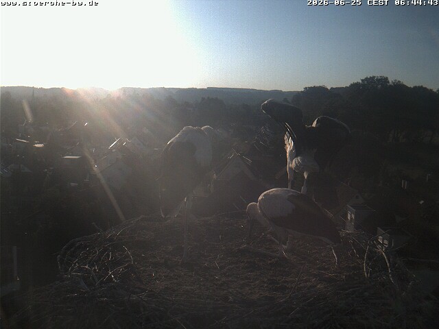 Archiv Foto Webcam Storchennest Bad Waldsee