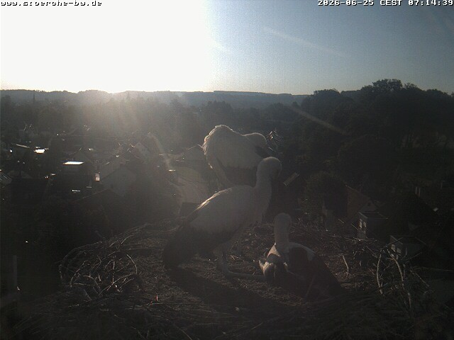 Archiv Foto Webcam Storchennest Bad Waldsee