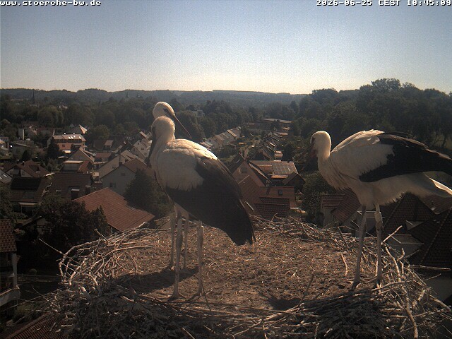 Archiv Foto Webcam Storchennest Bad Waldsee