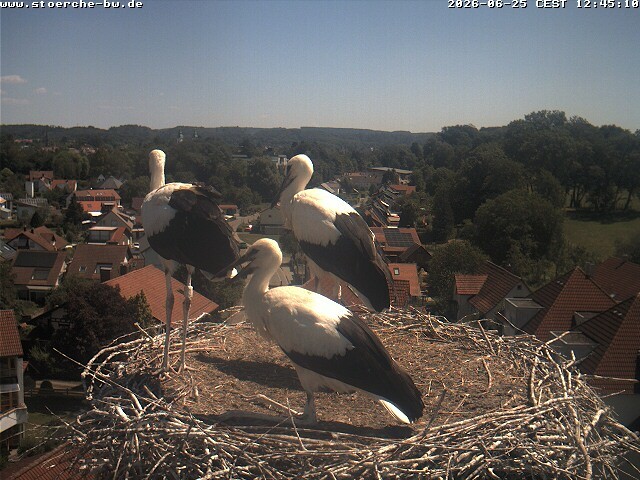 Archiv Foto Webcam Storchennest Bad Waldsee