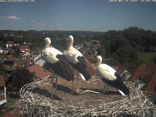 Archiv Foto Webcam Storchennest Bad Waldsee