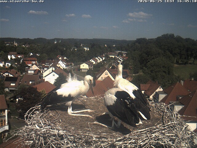 Archiv Foto Webcam Storchennest Bad Waldsee