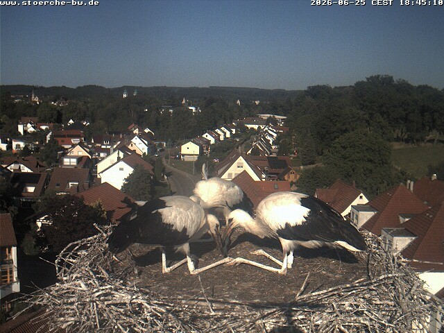 Archiv Foto Webcam Storchennest Bad Waldsee