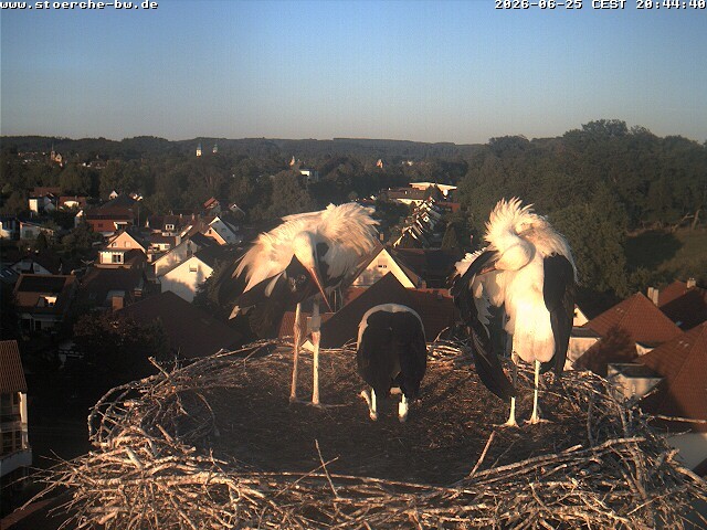 Archiv Foto Webcam Storchennest Bad Waldsee