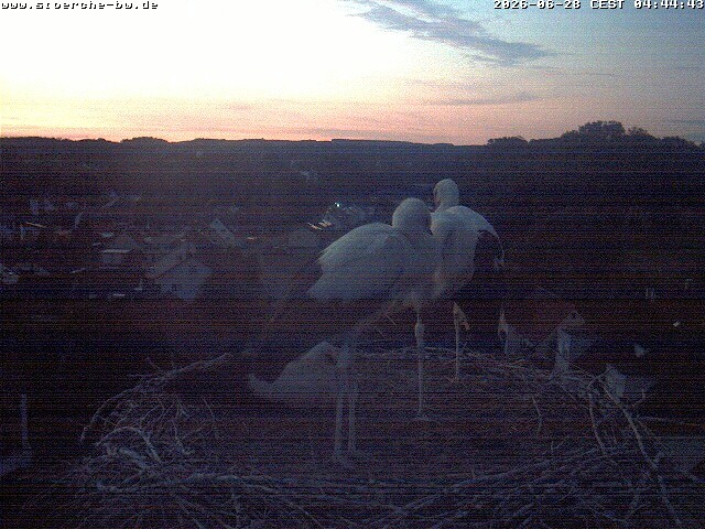 Archiv Foto Webcam Storchennest Bad Waldsee