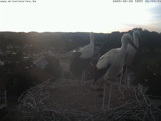 Archiv Foto Webcam Storchennest Bad Waldsee
