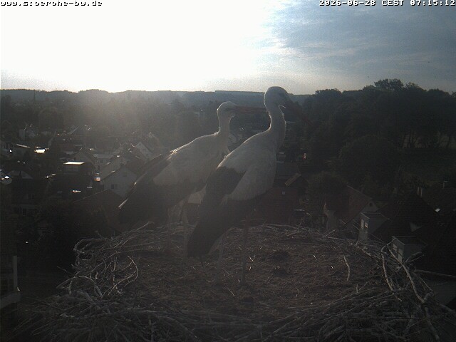 Archiv Foto Webcam Storchennest Bad Waldsee