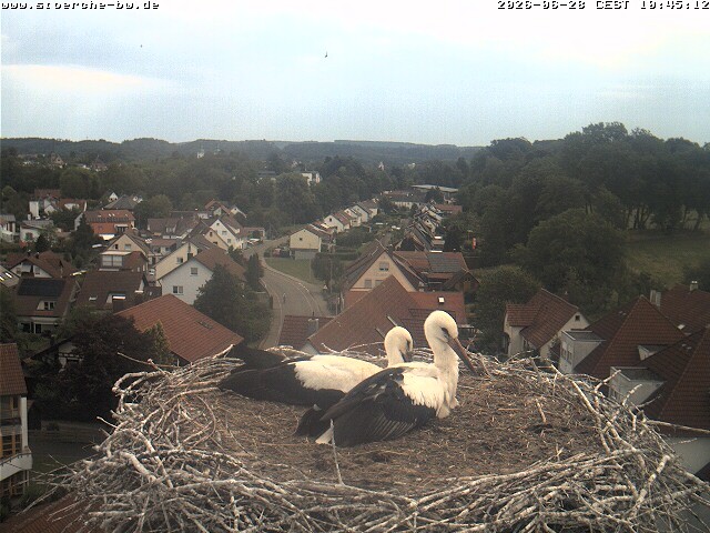 Archiv Foto Webcam Storchennest Bad Waldsee