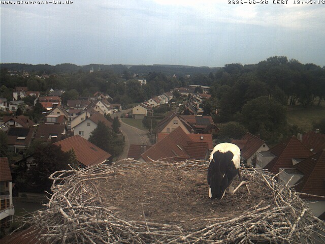 Archiv Foto Webcam Storchennest Bad Waldsee