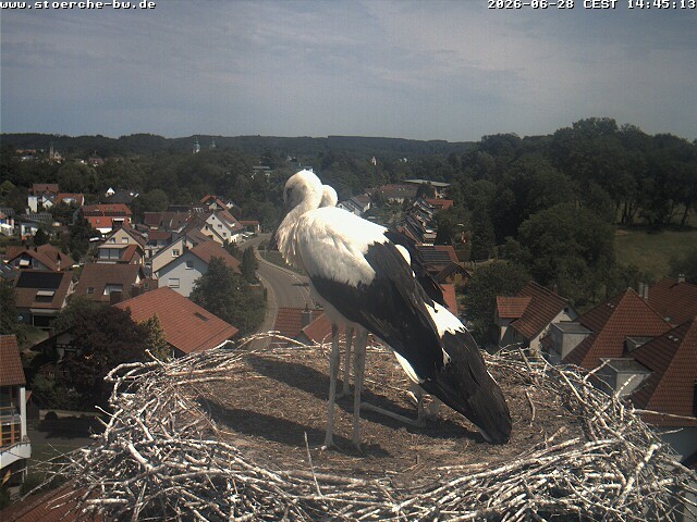 Archiv Foto Webcam Storchennest Bad Waldsee