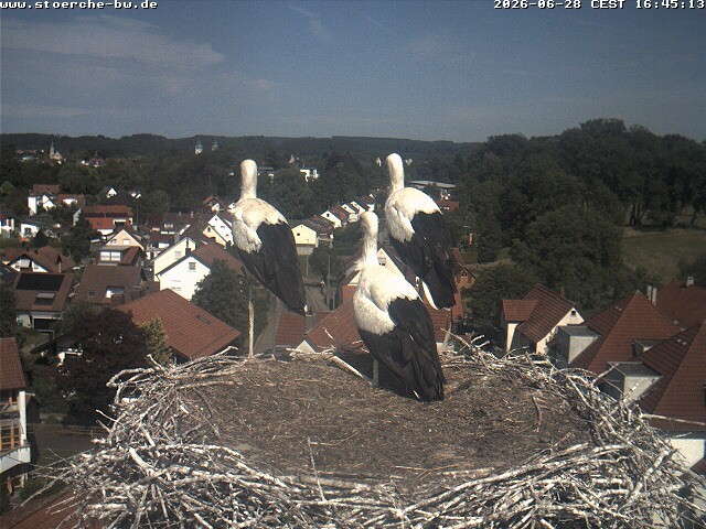 Archiv Foto Webcam Storchennest Bad Waldsee
