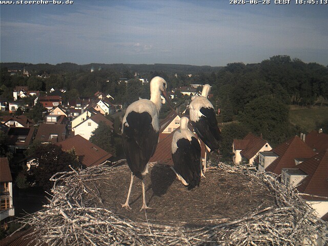 Archiv Foto Webcam Storchennest Bad Waldsee