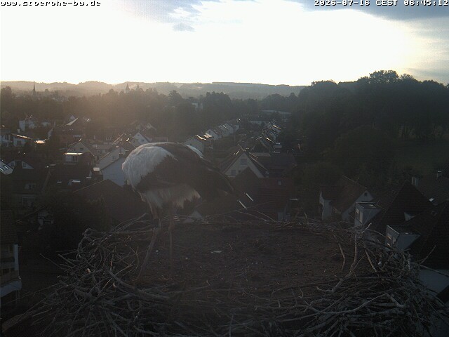 Archiv Foto Webcam Storchennest Bad Waldsee